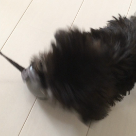 4日目の画像