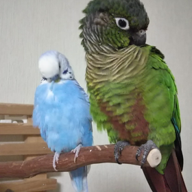 モヤモヤの愚痴とインコ動画の画像