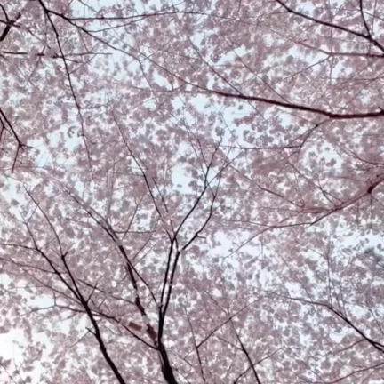 発表会DVDが届きました！の記事動画