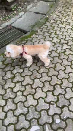 子育て・犬育て(*^^*)の記事動画