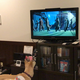 めい、テレビからの猫の鳴き声に…の画像