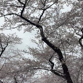 桜の画像