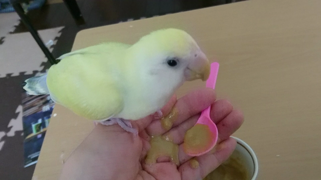あたふたと、今年が行こうとしている……の記事動画