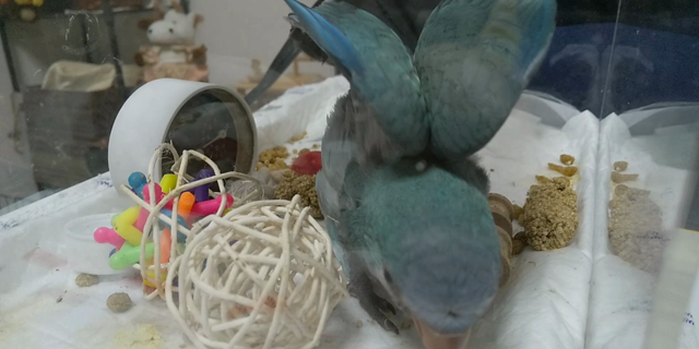 オキナインコが家族になりましたの記事動画