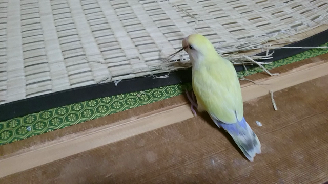 チビッコ怪獣ミチルの記事動画