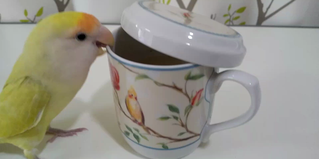 オカメインコのマグカップの記事動画