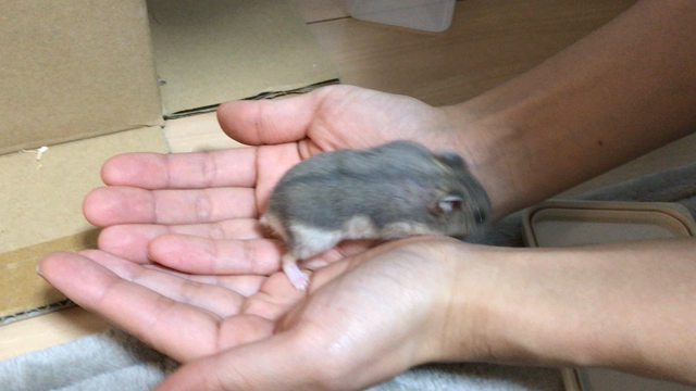 名前決まったょの記事動画