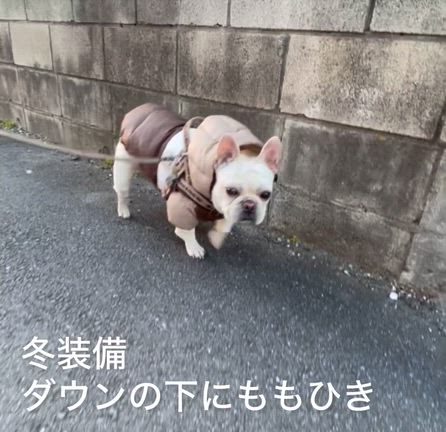 久しぶりのぶうたろう特集の記事動画