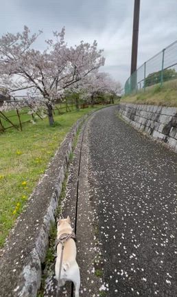 久しぶりのぶうたろう特集の記事動画