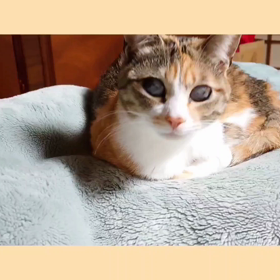 ごは〜んの画像