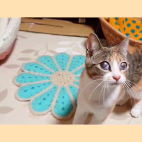今日はココ！の画像