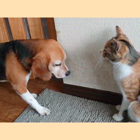 雲行きがあやしいの画像