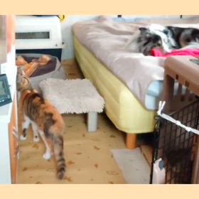 そっとしておこうねの画像