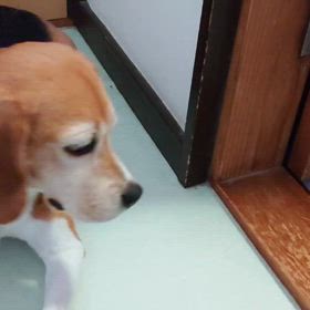 ここにいるにゃっ♪の画像