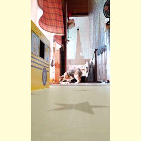 動画まつりの画像