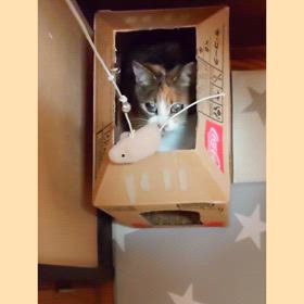 一緒に遊ぼう♪の画像