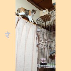 どうする？の画像