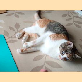 うっとりの画像