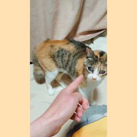 かくれんぼの画像
