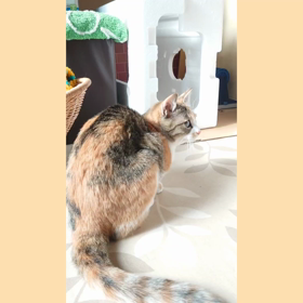 ほぼかのこの画像