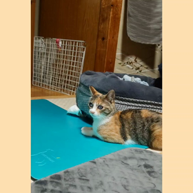 待ち伏せ♪の画像