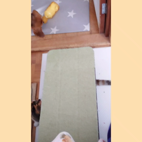 なんだこりゃ (^q^)の画像