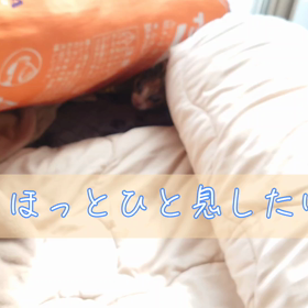 コロリン♪の画像