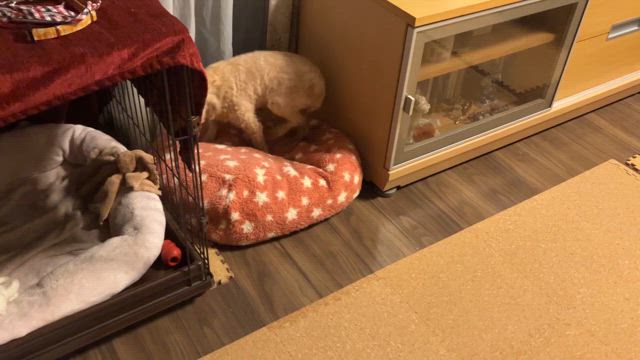 リュビちゃん近況の記事動画