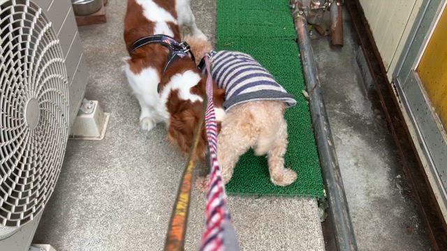 リュビちゃんの魅力の記事動画