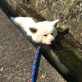散歩中のマサオの画像