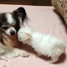 おーくんの子育ての画像