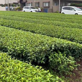 狹山茶の画像