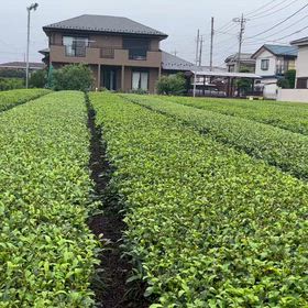 狹山茶の画像