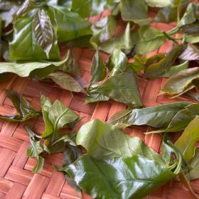 試作咖啡葉茶。 #日月潭#有機茶#水葉紅玉#梵音紅#老茶の画像