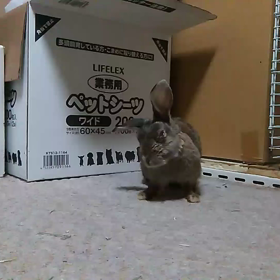 無力··········。の画像