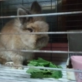 ボブの動画の画像