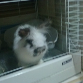 モフなぅ！の画像