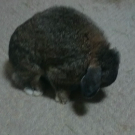 世話しなぃ・・・(^_^;)の画像