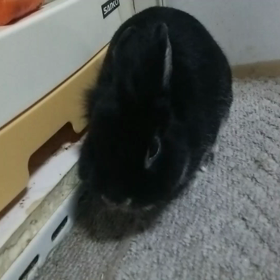 ココとオヤツの画像