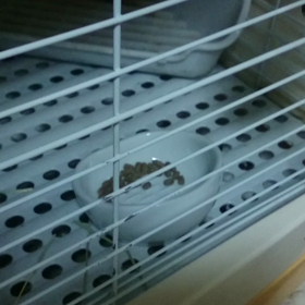 うぅ～具合い悪いの？の画像