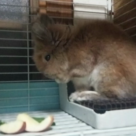 ボブのムービー…。の画像