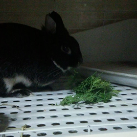 夜ご飯の前…。の画像