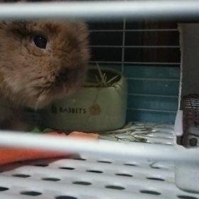 ケージ洗った！の画像