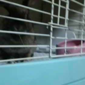 食べてるよー！の画像