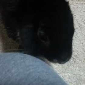 飼い主からのお願いです。の画像