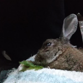 今日のマロン···。の画像