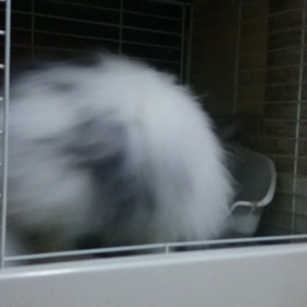 モフ・・・(*^^*)の画像