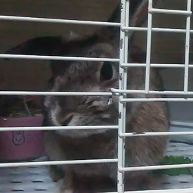 うさ達の動画の画像