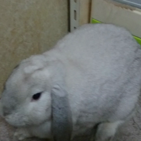 待てっ！の画像