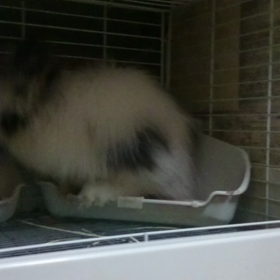 もふの命日の画像